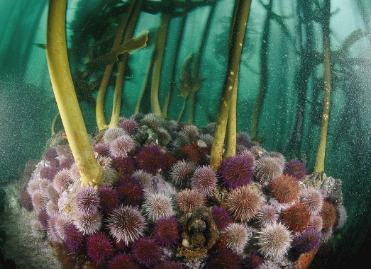 urchin on kelp