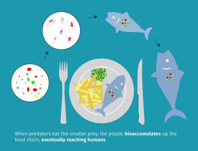 plastic food chain
